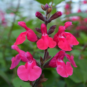 Salvia Pink Pong